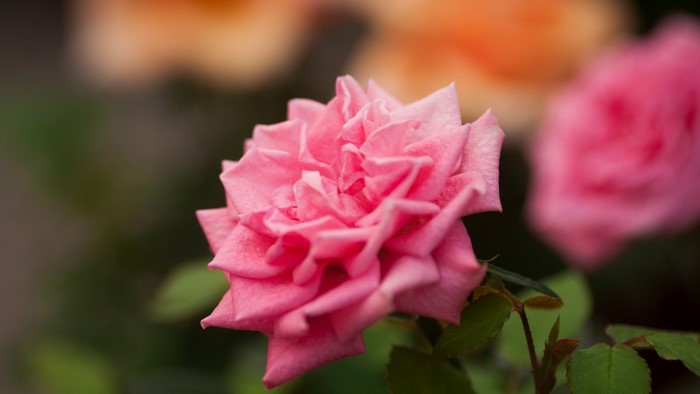Close-up of a pink rose with blurred background
