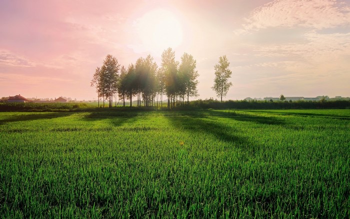 Sunrise over a green field with trees and houses