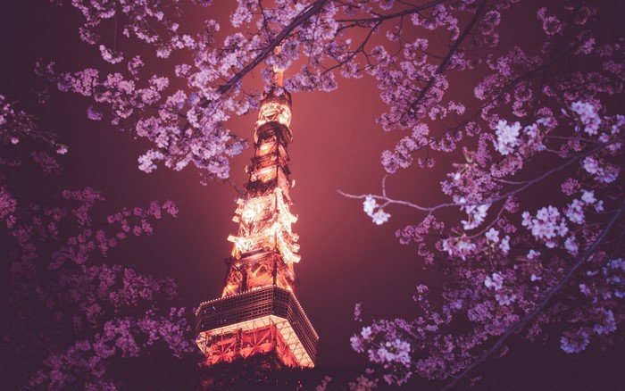 Tokyo Tower surrounded by cherry blossoms at night