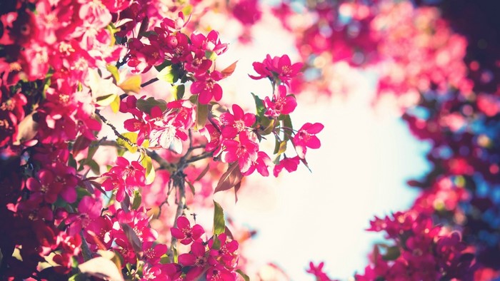 Pink flowers on tree branches against sky