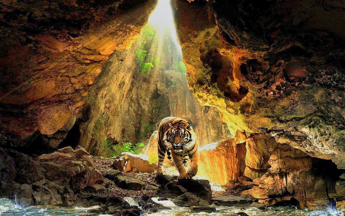 Tiger walking out of a cave with sunlight