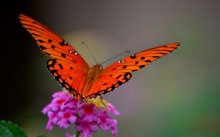 Orange butterfly on pink flowers