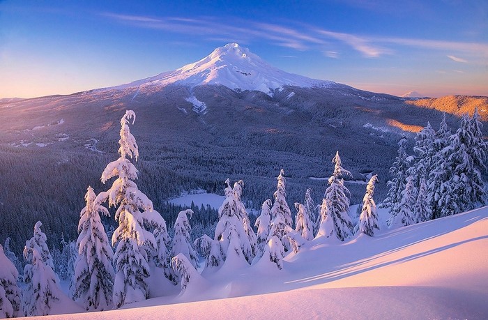 Snowy Mount Hood at Sunrise with Pine Trees