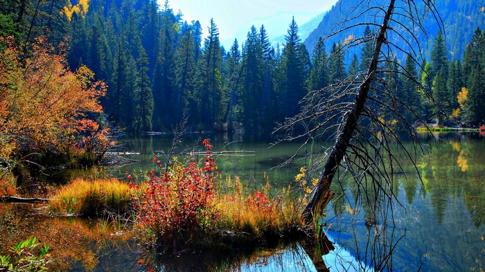 Autumn lake with pine forest and dead tree