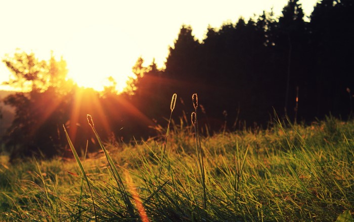 Sunset over a grassy field with trees