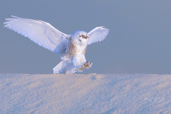 Snowy owl landing on snow