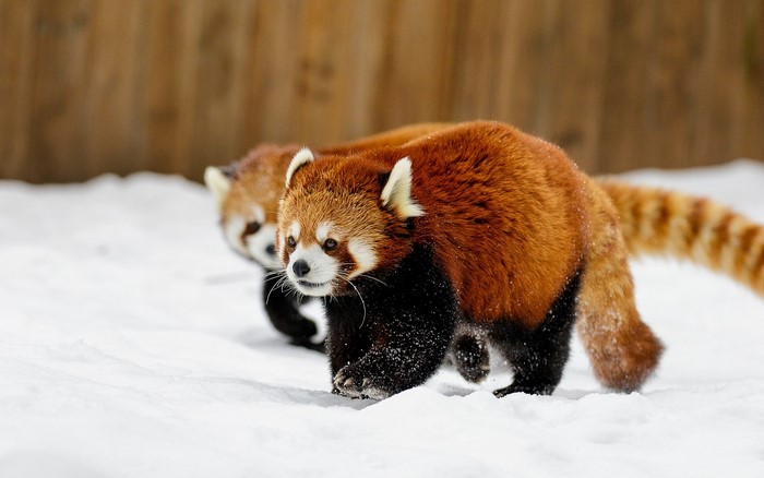 Two red pandas walking in the snow