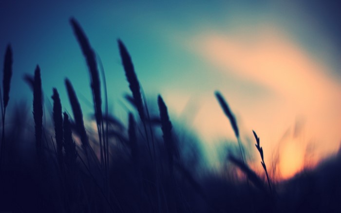 Silhouetted grass against a blurred sunset sky
