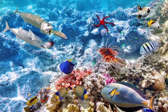 Underwater coral reef with various fish and a starfish