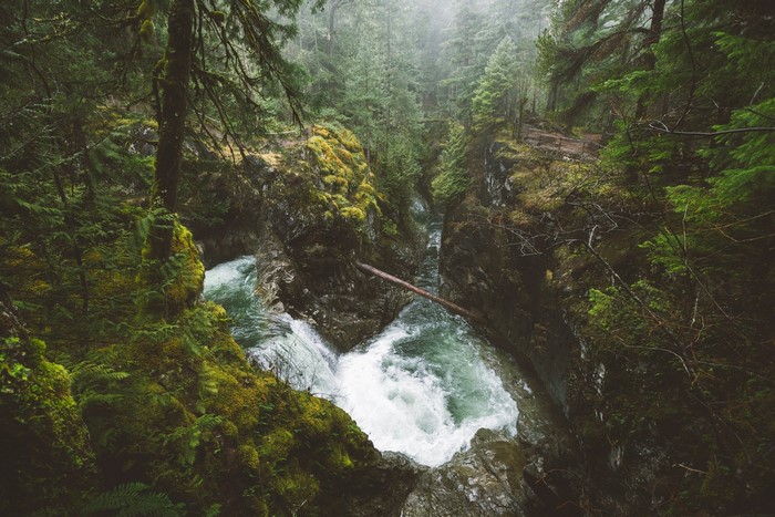 River flowing through a mossy forest canyon