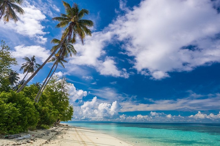 Tropical Beach with White Sand and Palm Trees in Malaysia