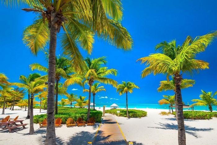 Tropical beach with palm trees, walkway, and chairs