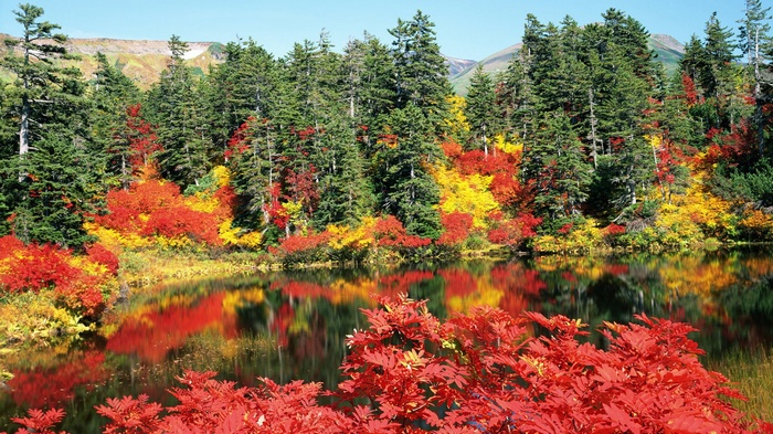 Autumn forest with lake and reflections