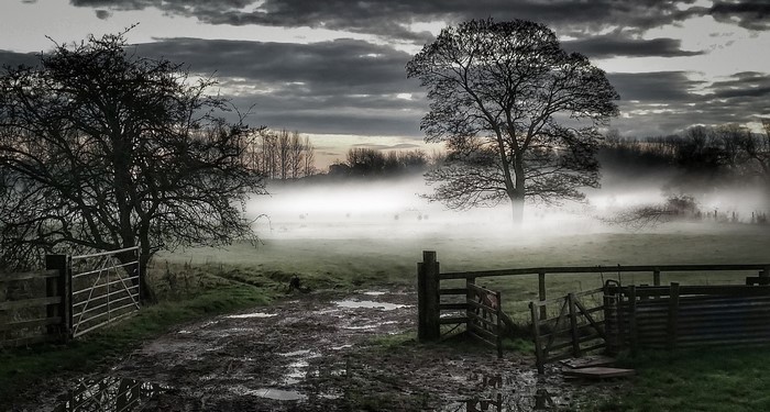 Foggy Morning Landscape with Gates and Trees