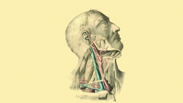 Anatomical illustration of the neck arteries and veins