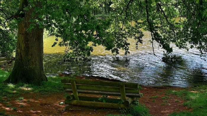 Wooden bench by a river under a tree