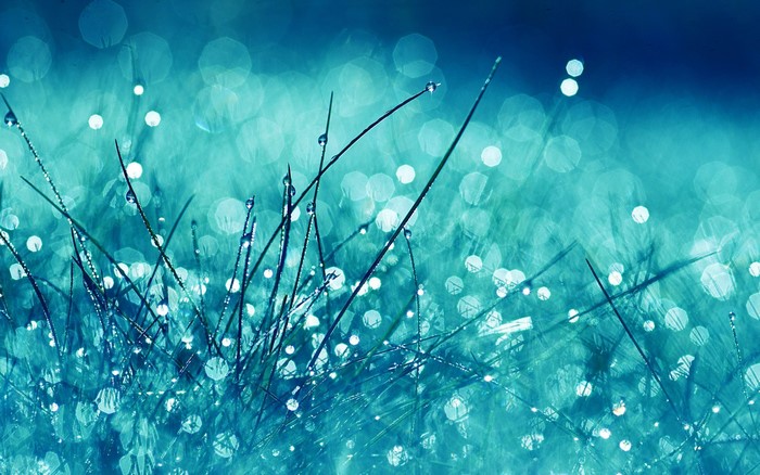 Close-up of grass with water drops and bokeh