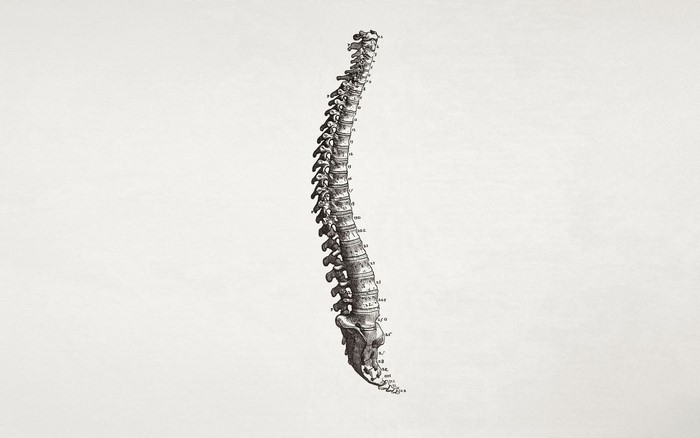 Anatomical illustration of a human spine
