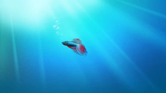 Betta fish swimming in blue water with sun rays