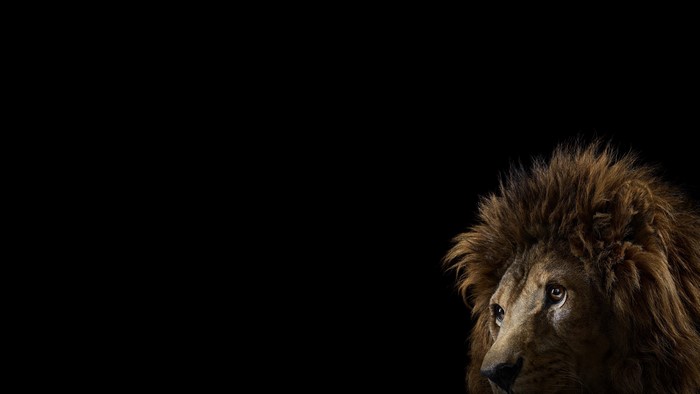 Lion with a dark background