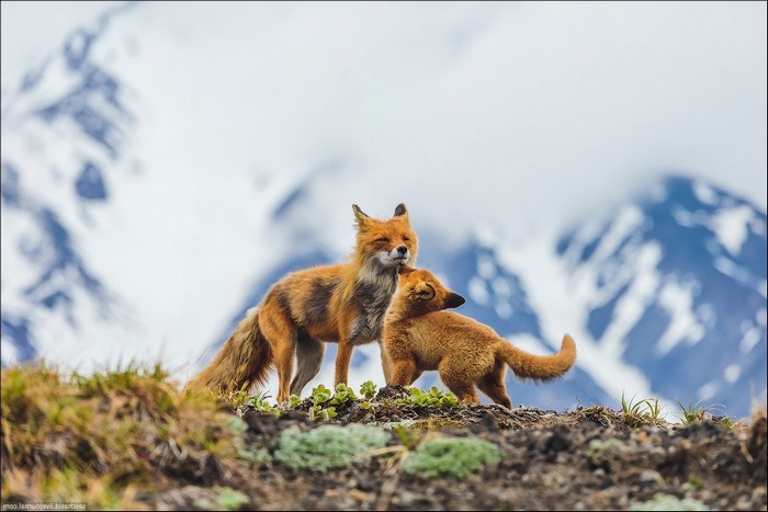 Two foxes interacting on a grassy hill with mountains in the background