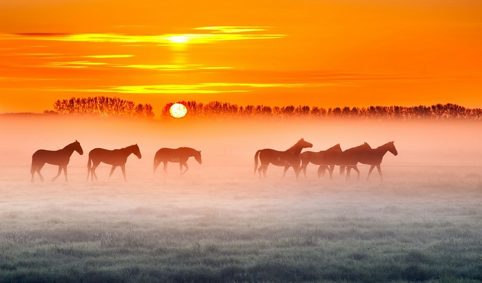 Horses in Misty Sunrise Landscape