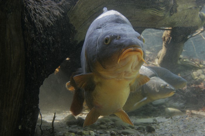 Carp fish swimming underwater near wood