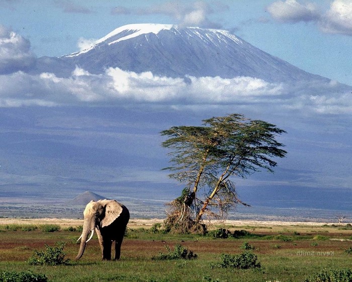 Elephant and Acacia Tree with Mount Kilimanjaro