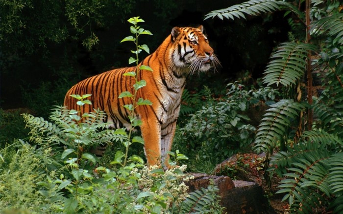 Tiger in a jungle environment