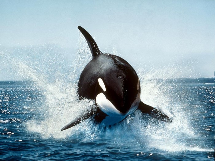 Orca Whales Breaching Ocean Surface