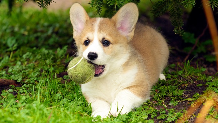Corgi puppy with a tennis ball