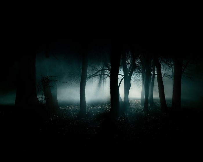 Dark forest at night with fog