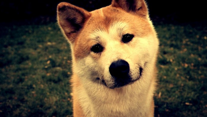 Shiba Inu dog looking at the viewer