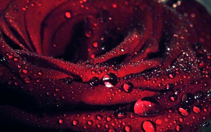 Macro shot of a red rose with water droplets