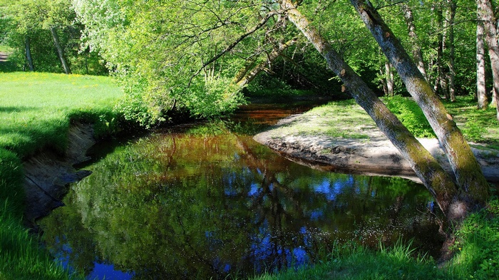 A tranquil stream flows through a sun-dappled forest with lush green trees.