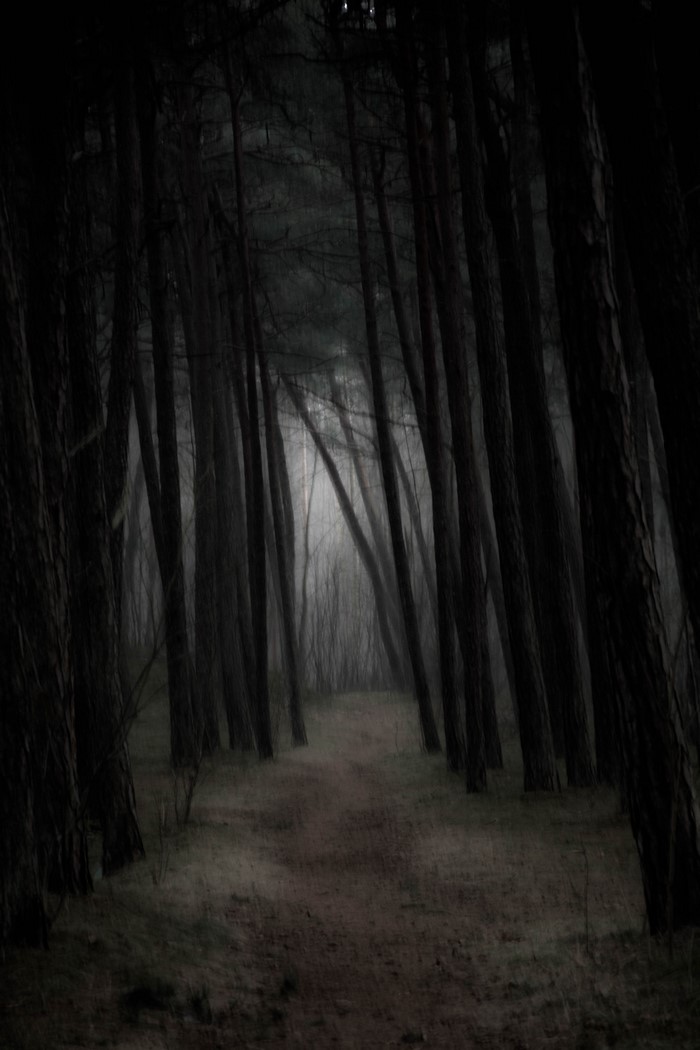 Gloomy mist forest path