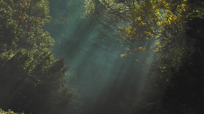 Sunlight filtering through trees in a forest