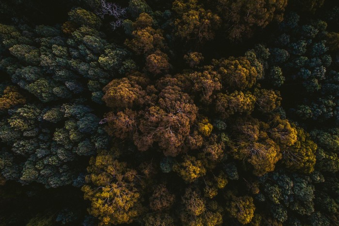 Aerial view of a dark forest with colorful trees