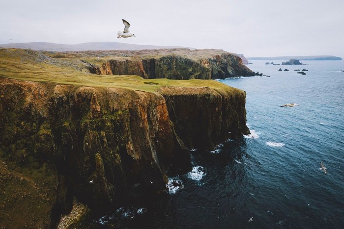 Seagulls flying over cliffs and sea in Scotland
