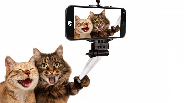 Two cats taking a selfie with a smartphone and selfie stick