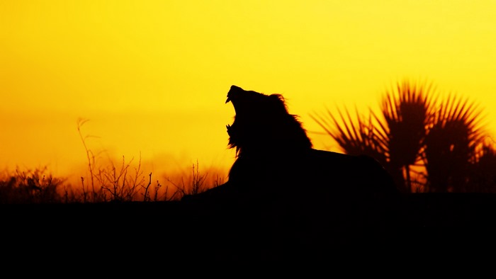 Silhouette of a lion roaring at sunset