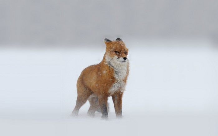Red fox standing in the snow during winter