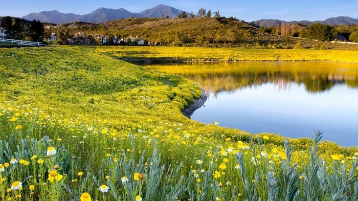Lake surrounded by yellow wildflowers and rolling hills