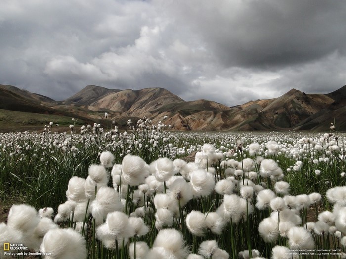 Field of white flowers with mountains in Iceland