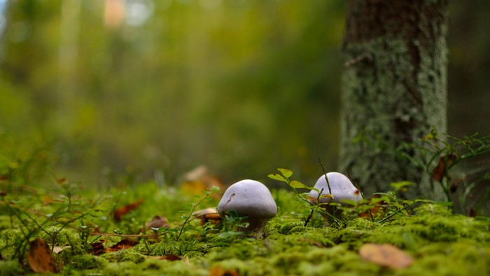 Mushrooms in a mossy forest floor