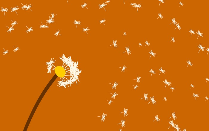 Dandelion seeds blowing in the wind on orange background
