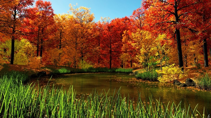 Autumn forest with a pond and tall grass
