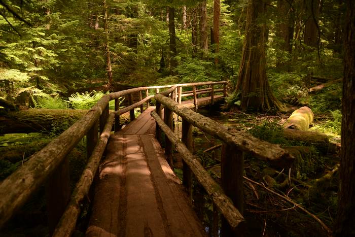 Wooden footbridge over a stream in a pine forest