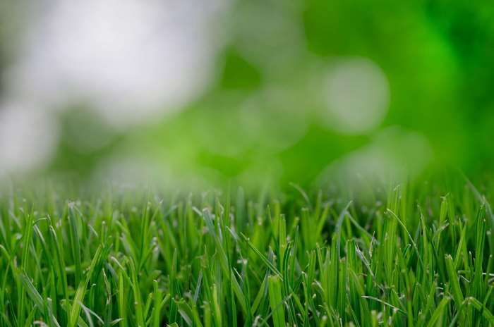 Green grass with blurred background 4K