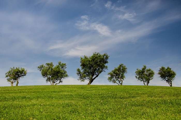Green hill with trees under blue sky with clouds 4K